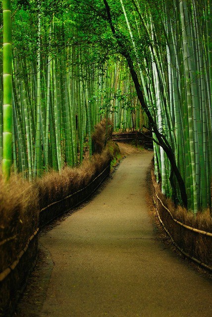 Bamboo-Path-in-Kyoto-Japan
