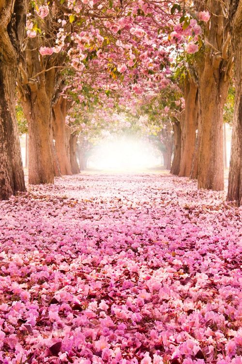 Blossom-PathUnknown-Place