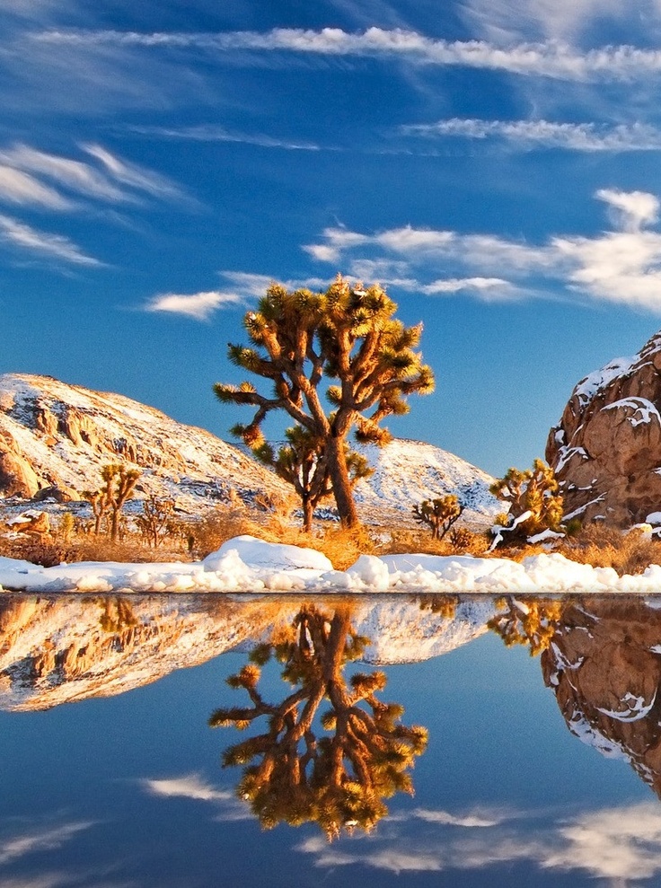 Gorgeous View Of Joshua Tree National Park in California, USA