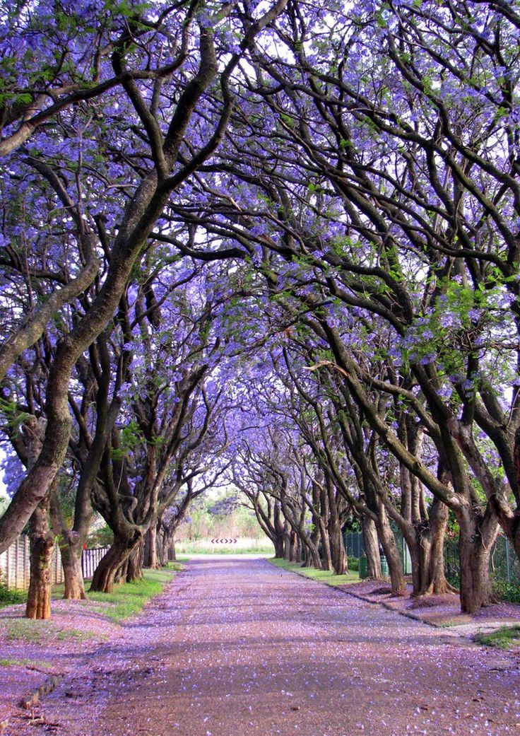 Jacarandas-Walk-in-South-Africa