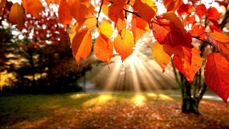Lovely Autumn Wallpapers