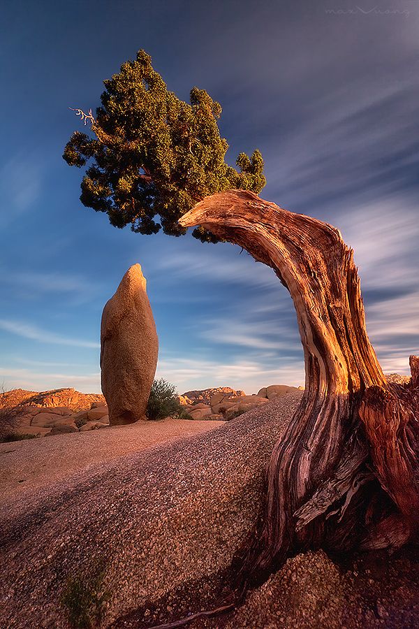 Lovely Image Of Joshua Tree National Park in California, USA