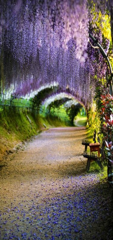 Wisteria-Flower-Tunnel-in-Japan