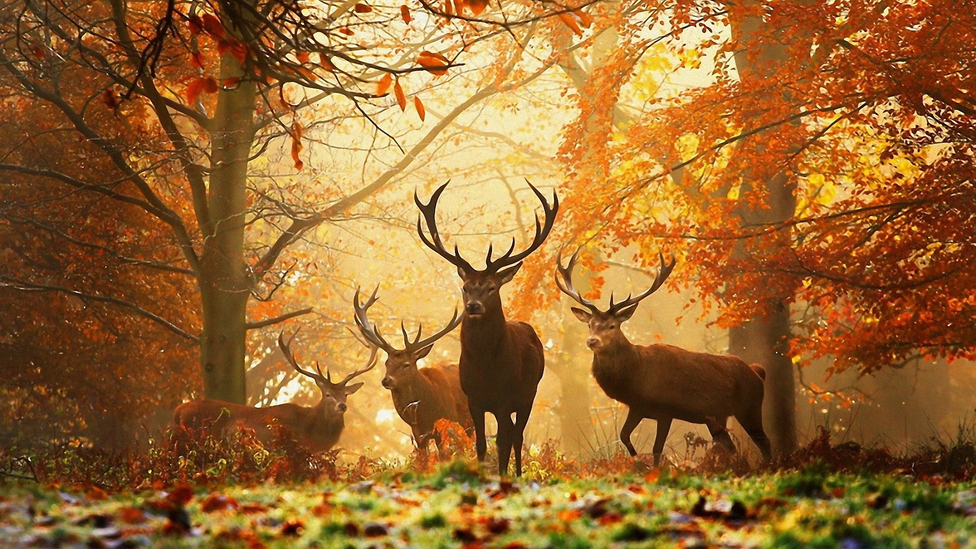 animal-hd-autumn