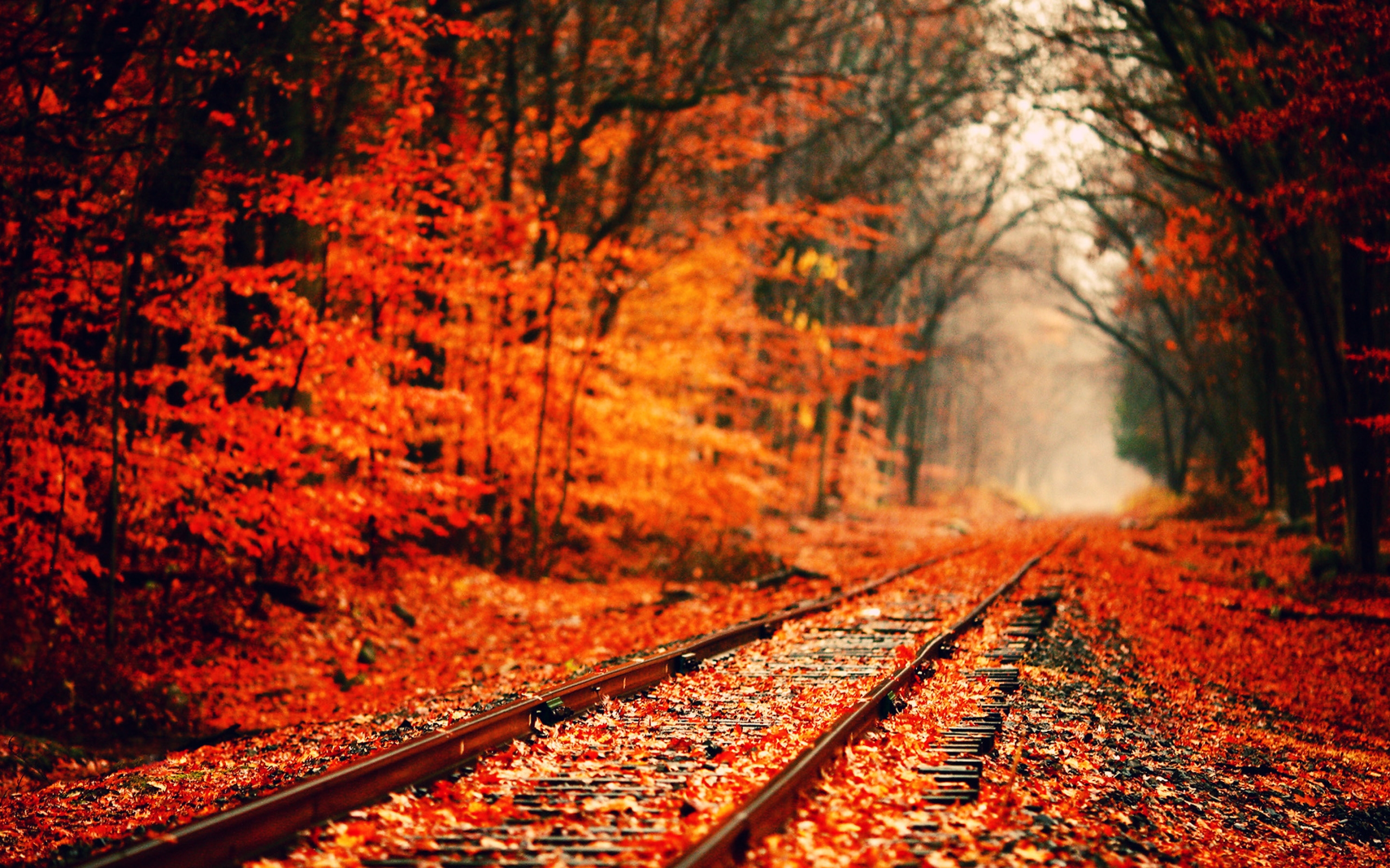 forest-autumn-wallpaper