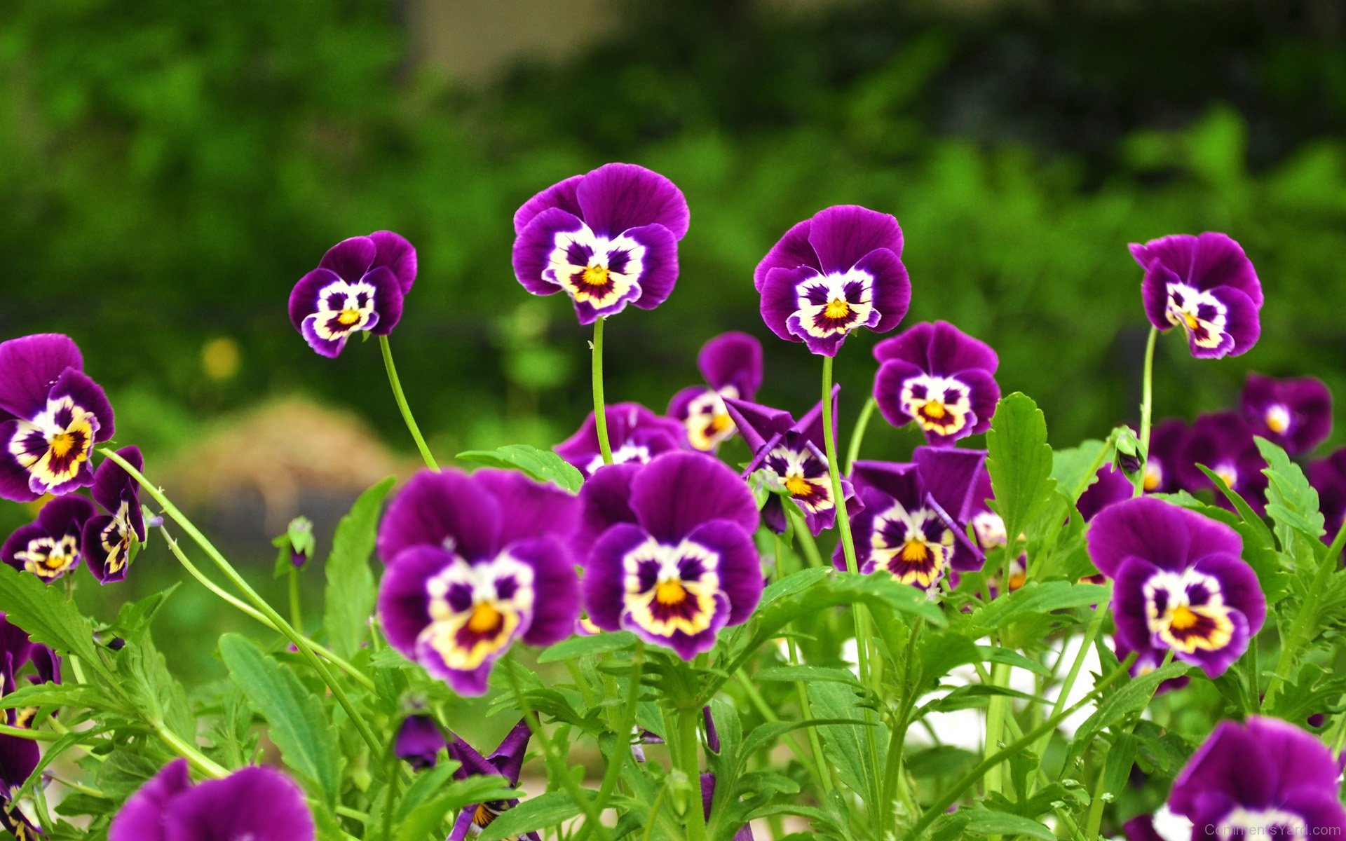 Smiley-Flowers