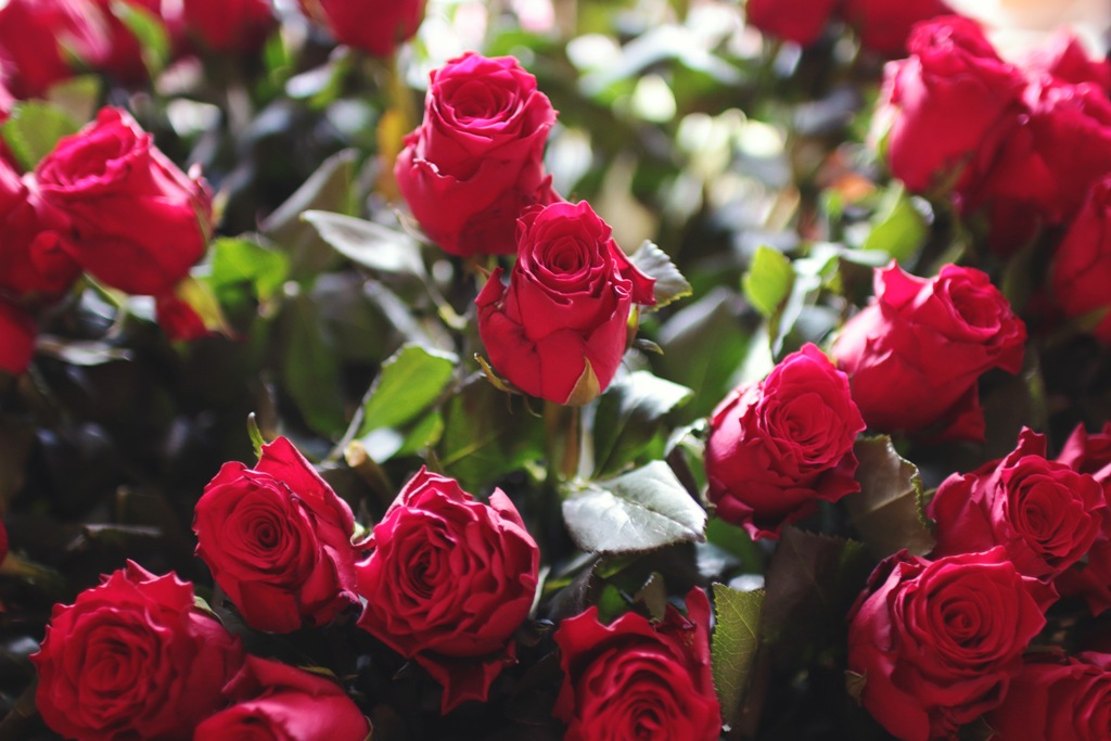 red-love-romantic-flowers