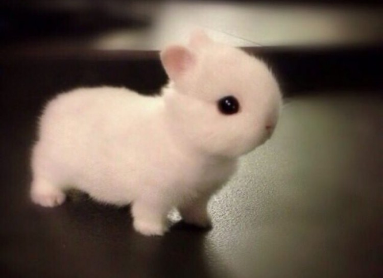 Baby Bunny