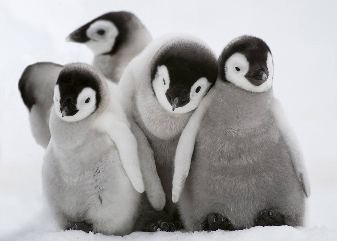 Beautiful Penguins