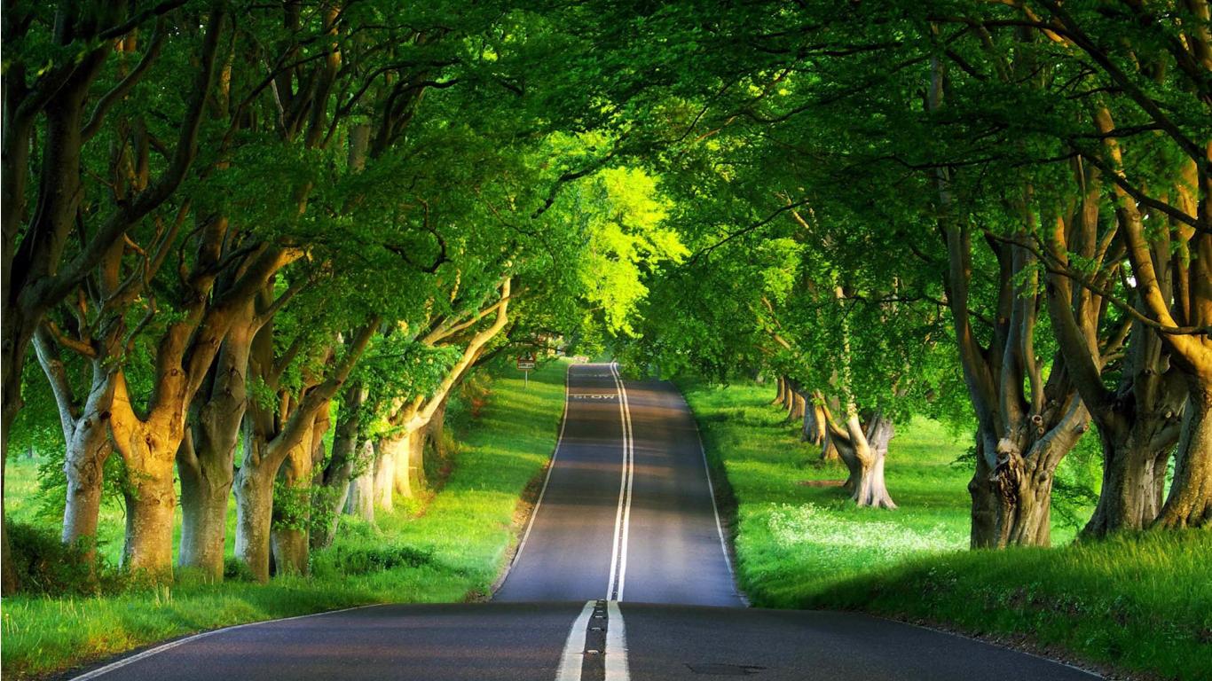 Road Between Green Trees