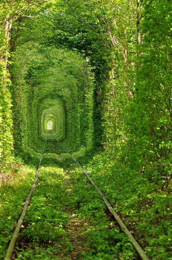 11 Awesome Tree Tunnels You Should Visit Once - Awesome 11